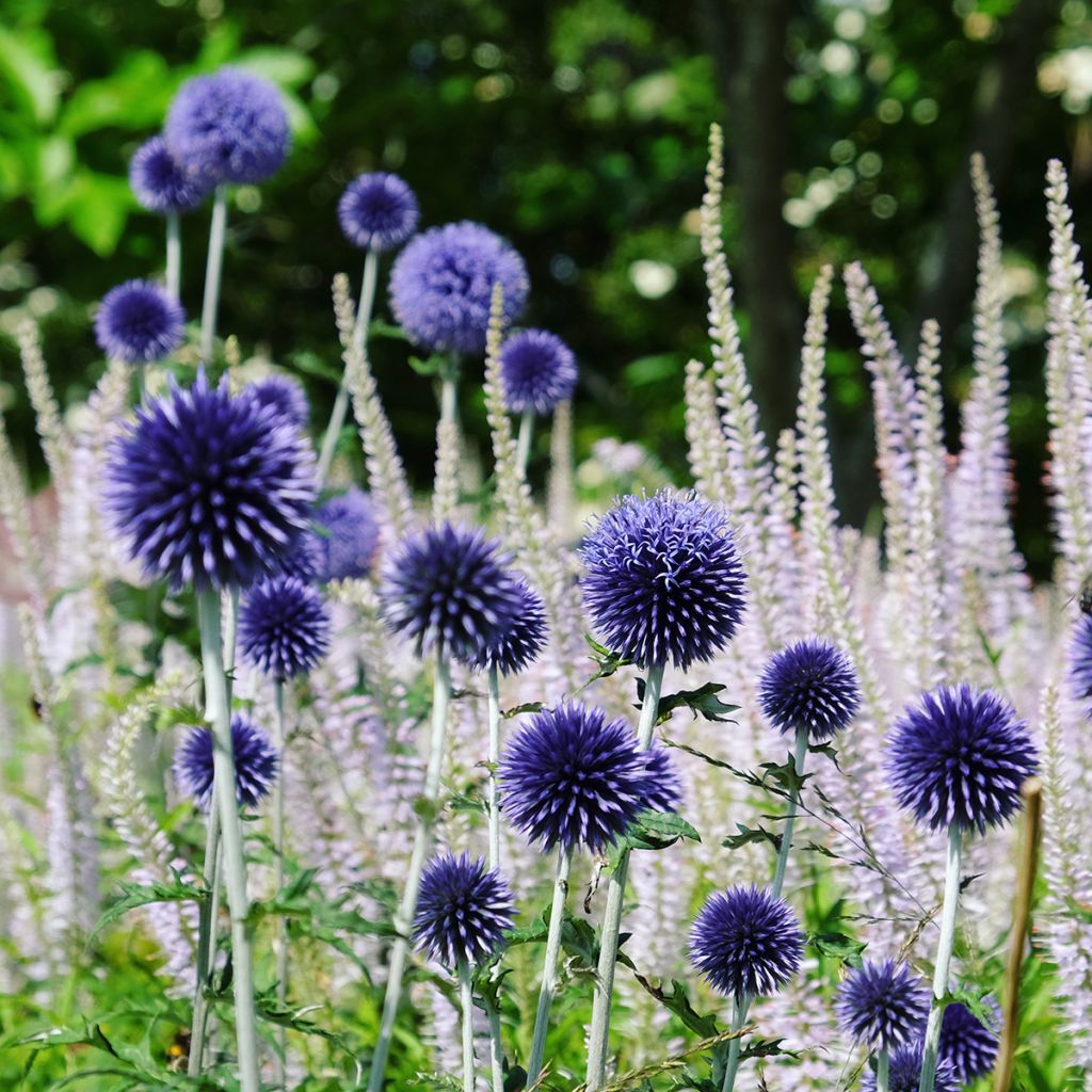 Echinops ritro Veitch's Blue - Kogeldistel