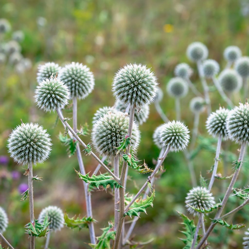 Echinops sphaerocephalus - Beklierde kogeldistel