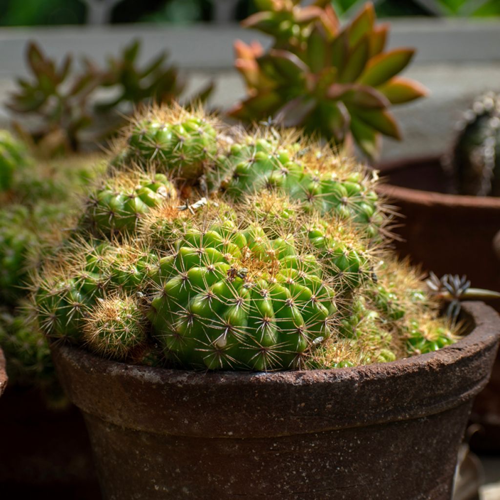 Echinopsis multiplex - Zee-egelcactus
