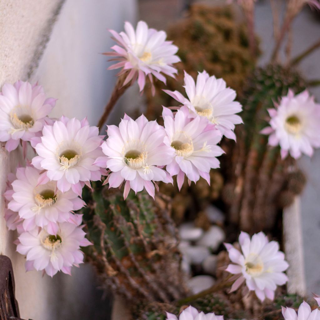 Echinopsis multiplex - Zee-egelcactus