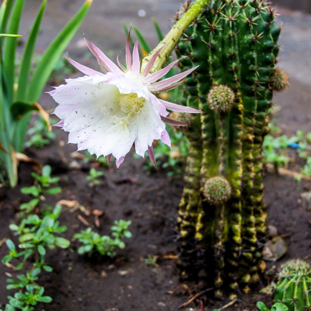 Echinopsis multiplex - Zee-egelcactus