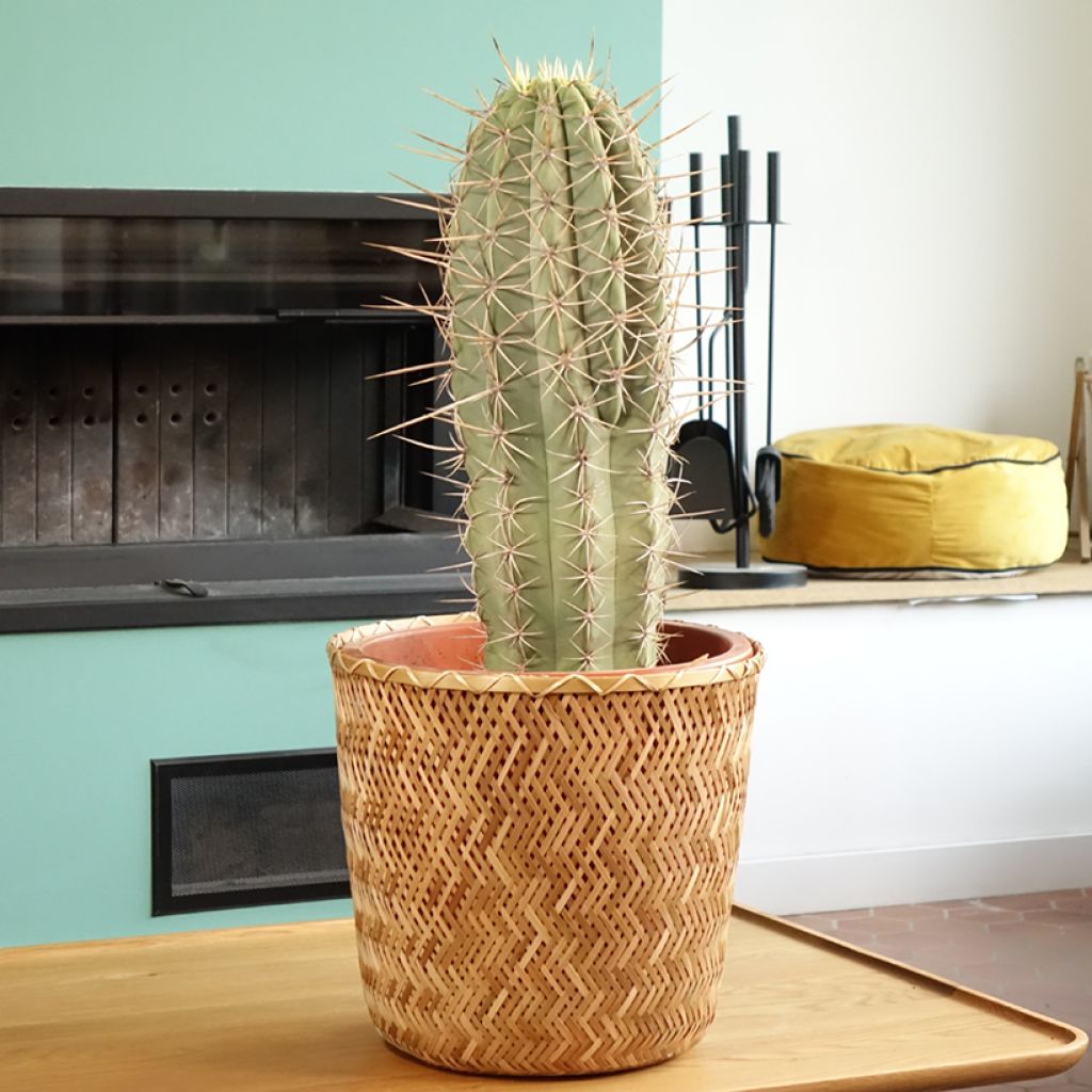 Echinopsis pasacana - Andeszuilcactus