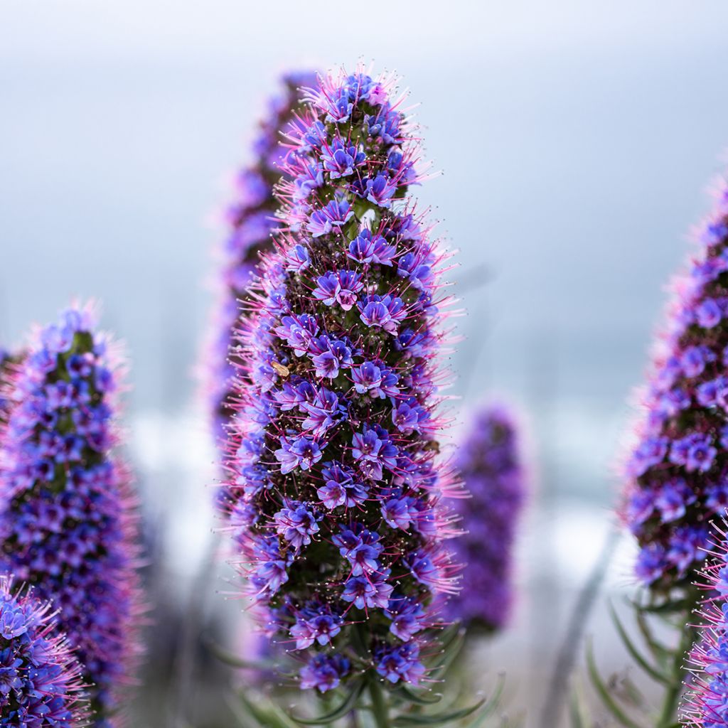 Echium candicans - Trots van Madeira