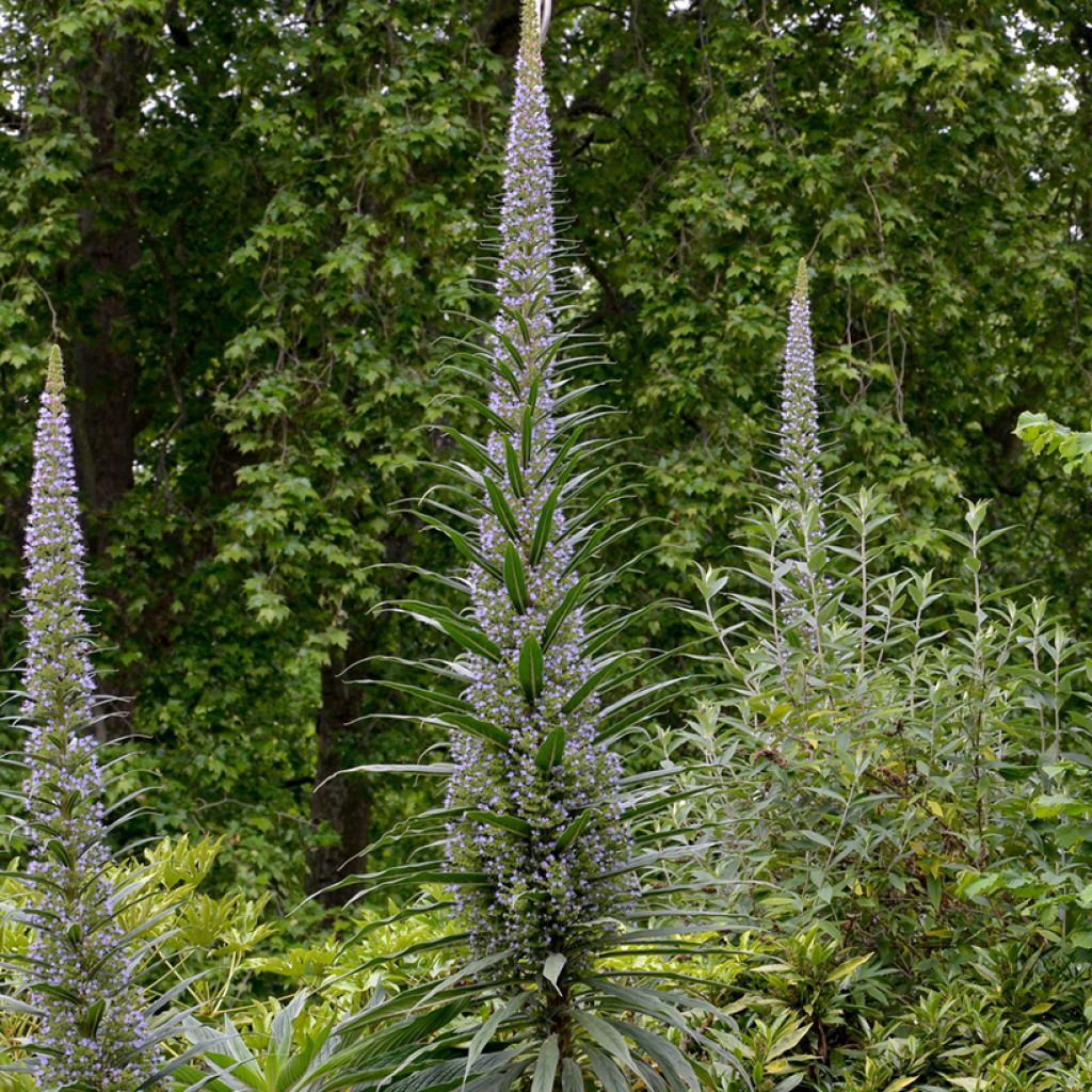 Echium pininana (zaad) - Trots van Madeira