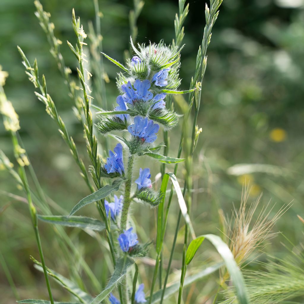 Echium vulgare - Slangenkruid