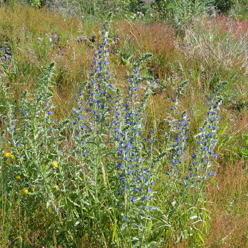 Echium vulgare (zaad) - Slangenkruid