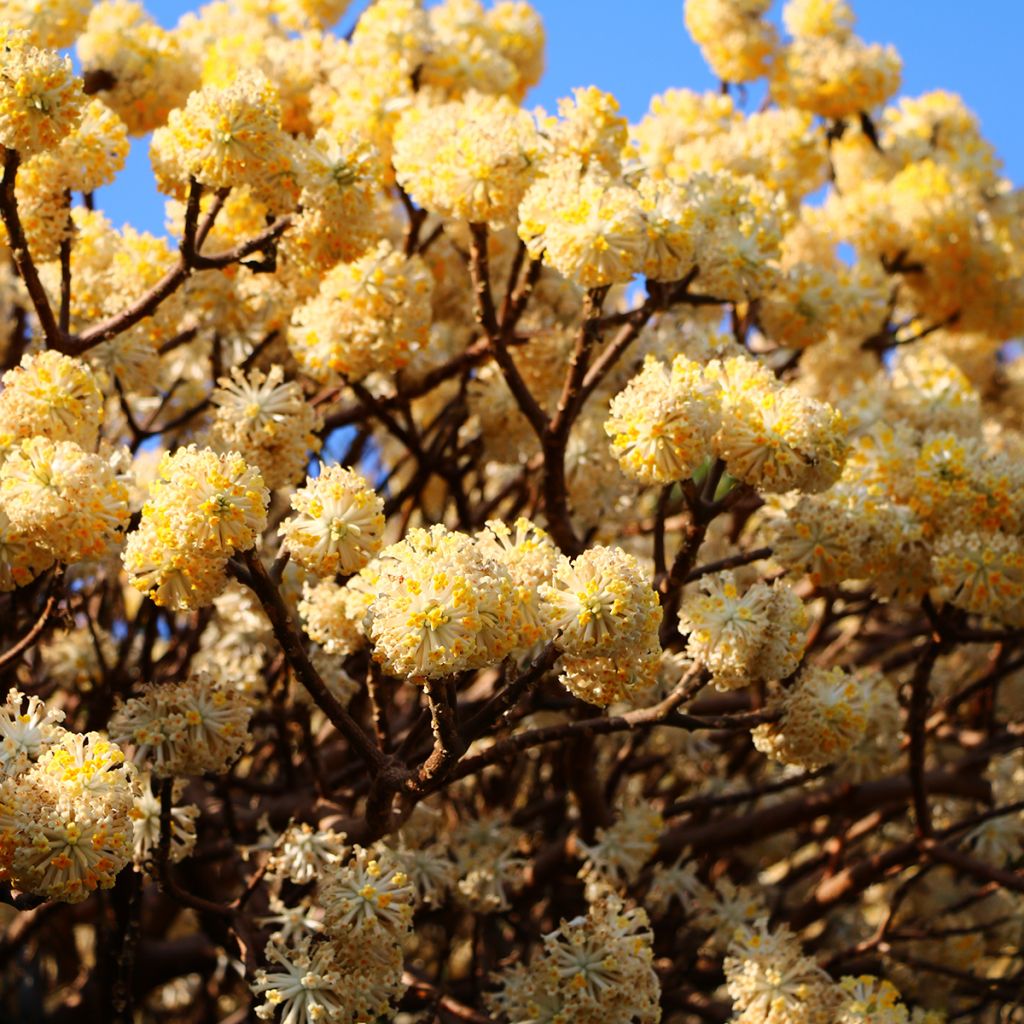 Edgeworthia chrysantha - Papierstruik