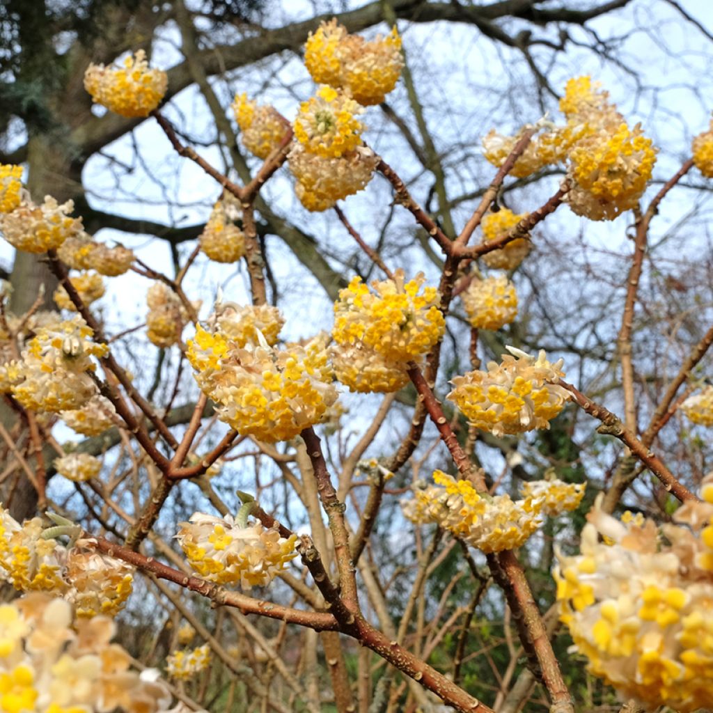 Edgeworthia chrysantha Grandiflora - Papierstruik