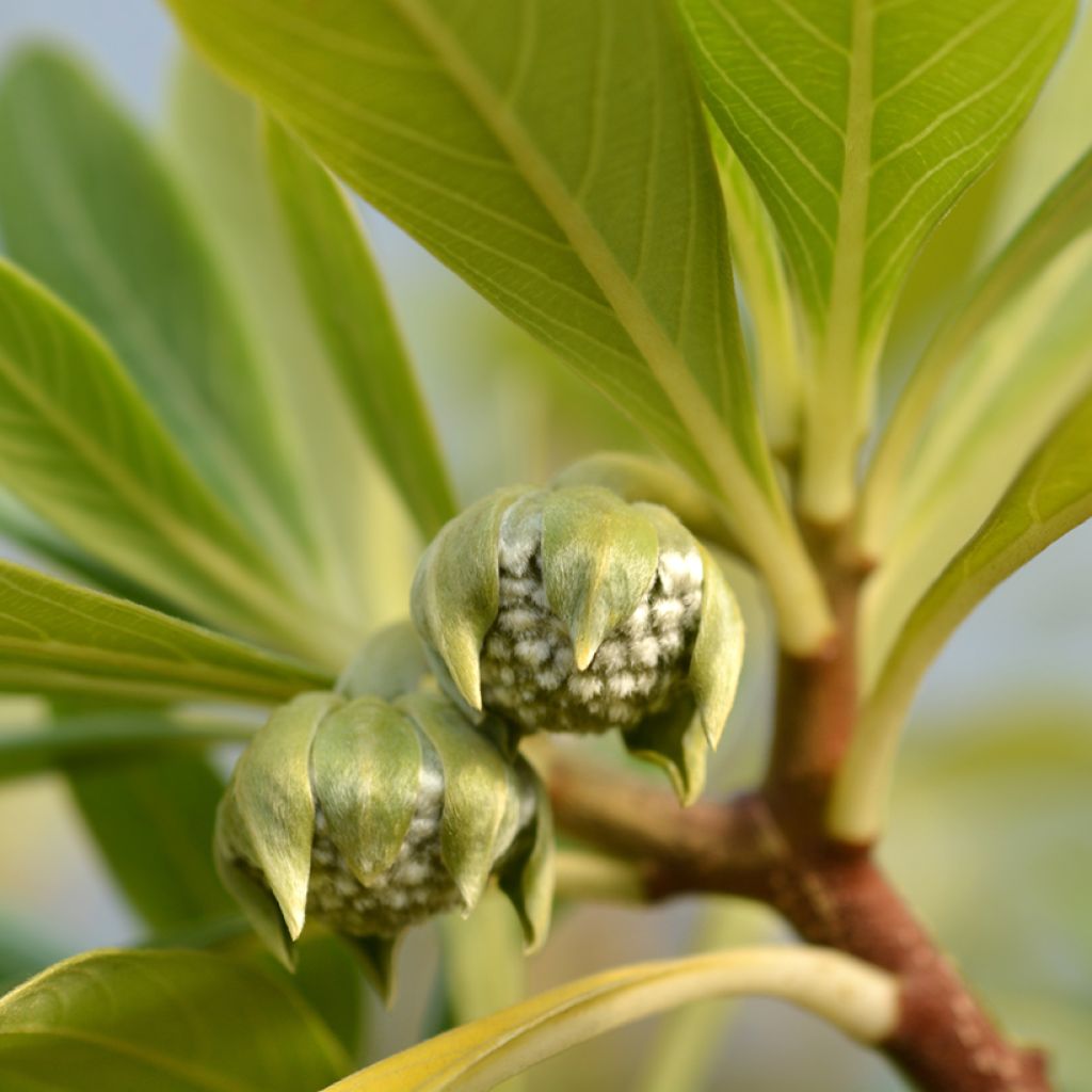 Edgeworthia chrysantha Grandiflora - Papierstruik