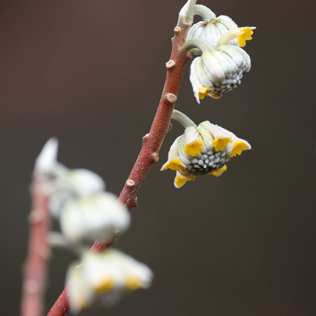 Edgeworthia chrysantha Grandiflora - Papierstruik