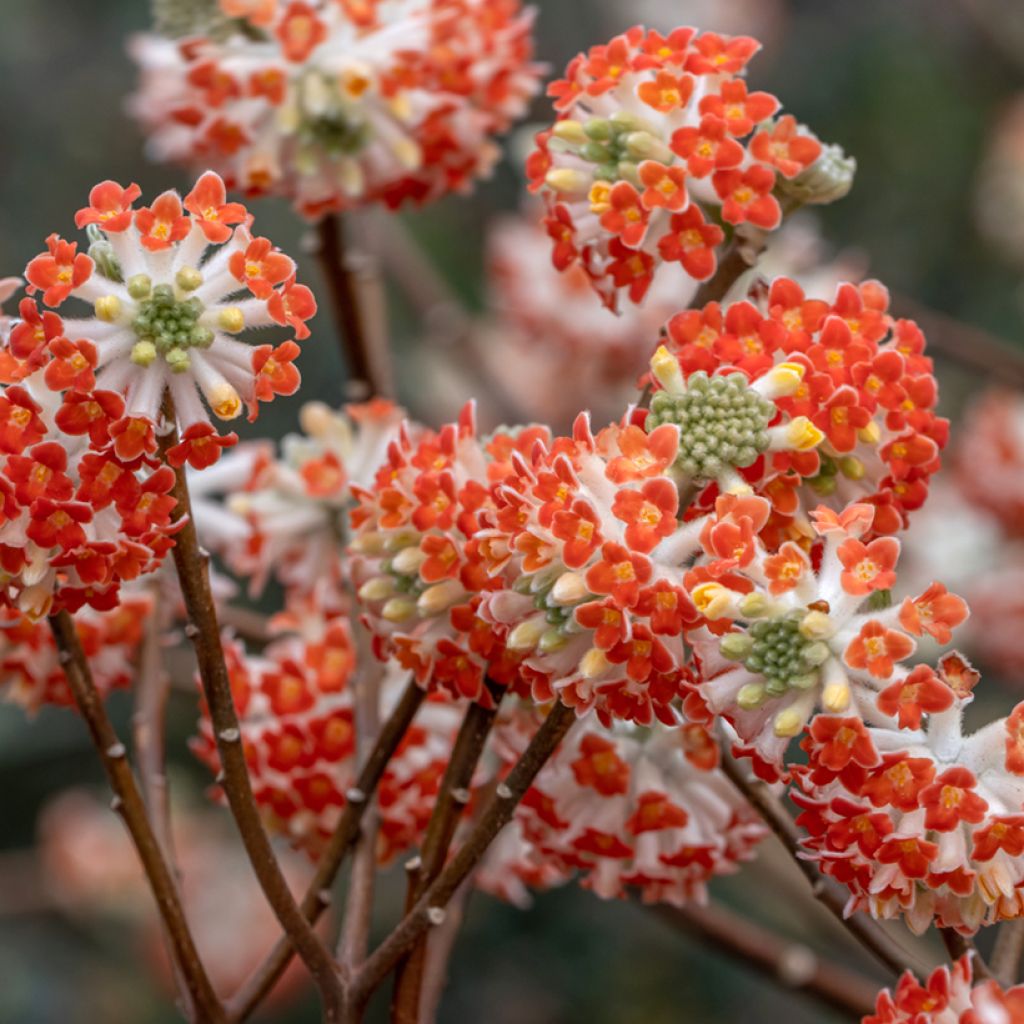 Edgeworthia chrysantha Red Dragon Akebono - Papierstruik