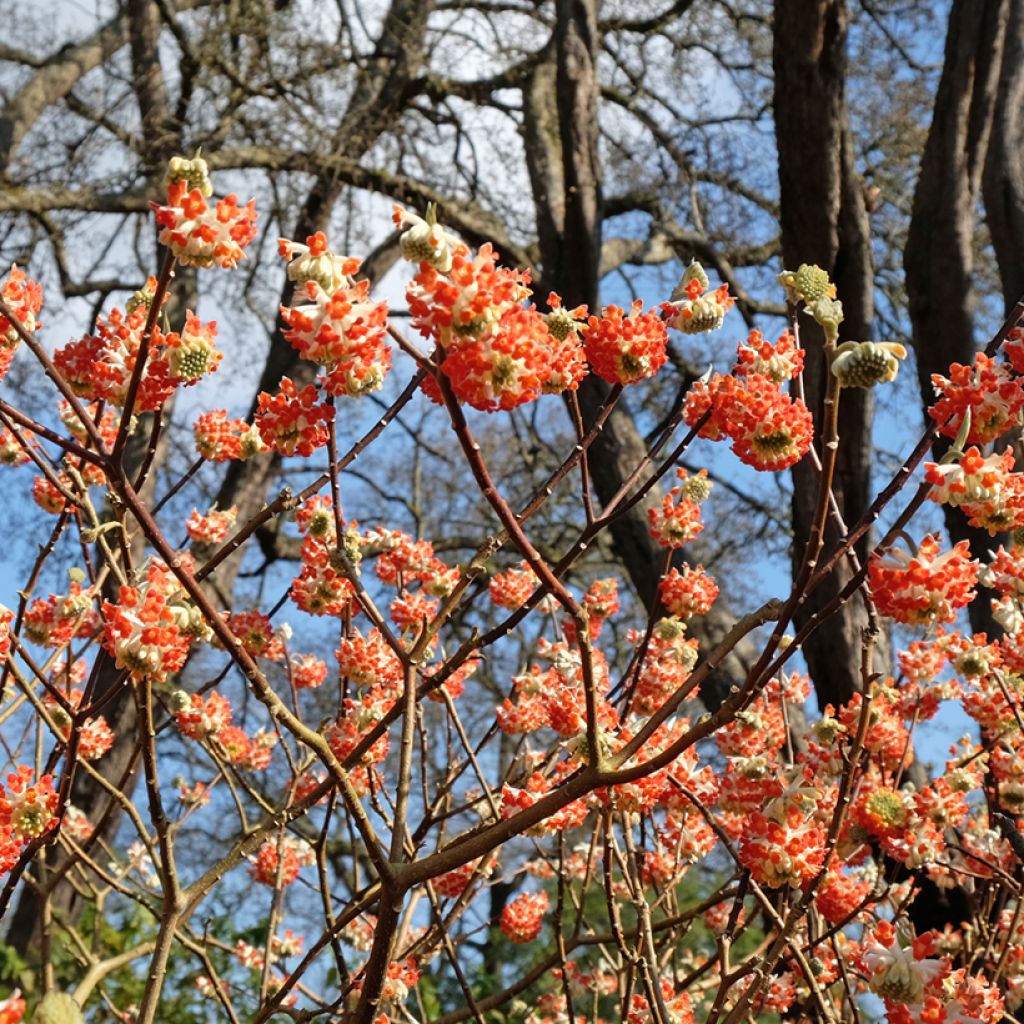 Edgeworthia chrysantha Red Dragon Akebono - Papierstruik