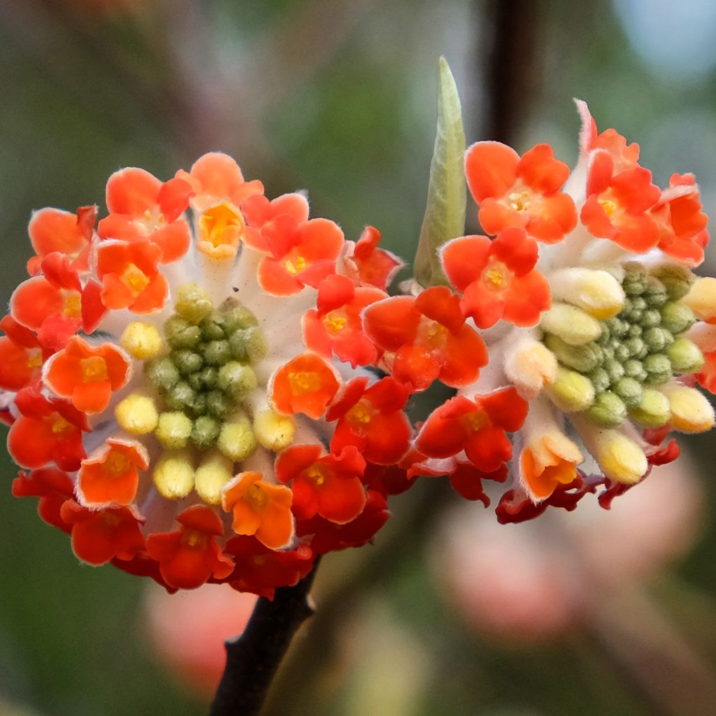Edgeworthia chrysantha Red Dragon Akebono - Papierstruik
