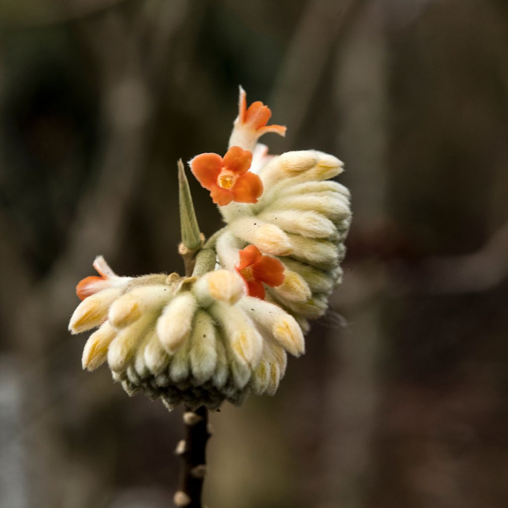 Edgeworthia chrysantha Red Dragon Akebono - Papierstruik