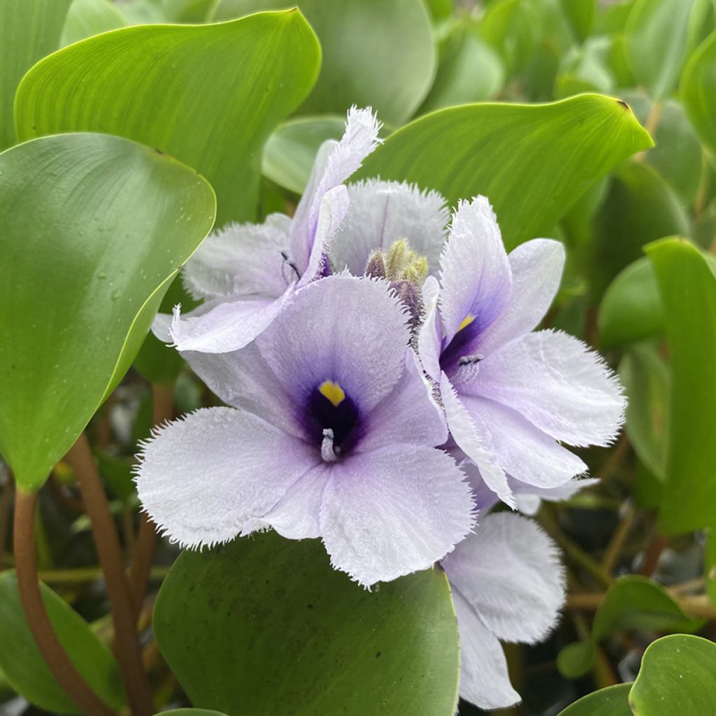 Eichhornia azurea - Waterhyacint
