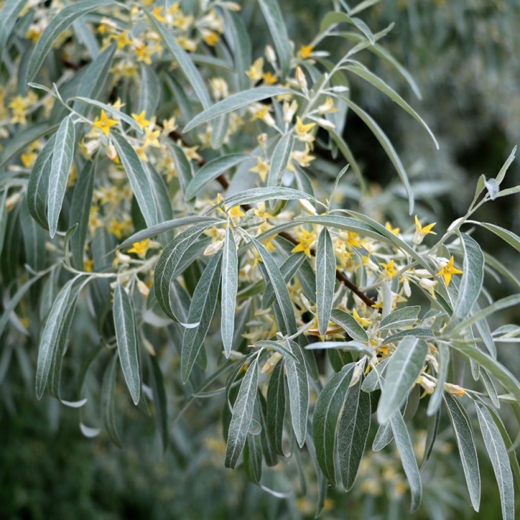 Elaeagnus angustifolia - Smalbladige olijfwilg