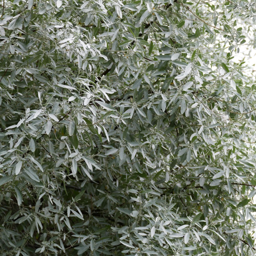 Elaeagnus angustifolia - Smalbladige olijfwilg