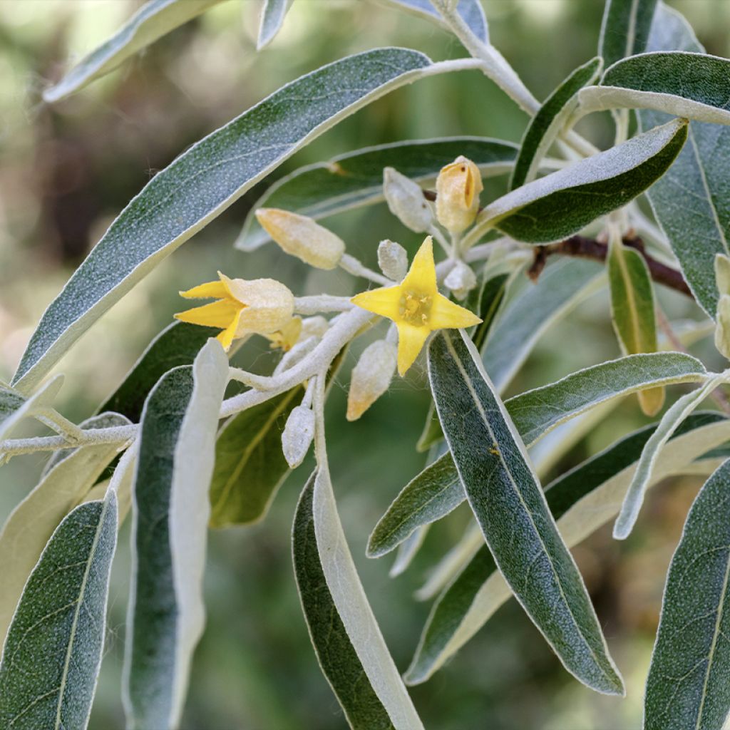 Elaeagnus angustifolia - Smalbladige olijfwilg