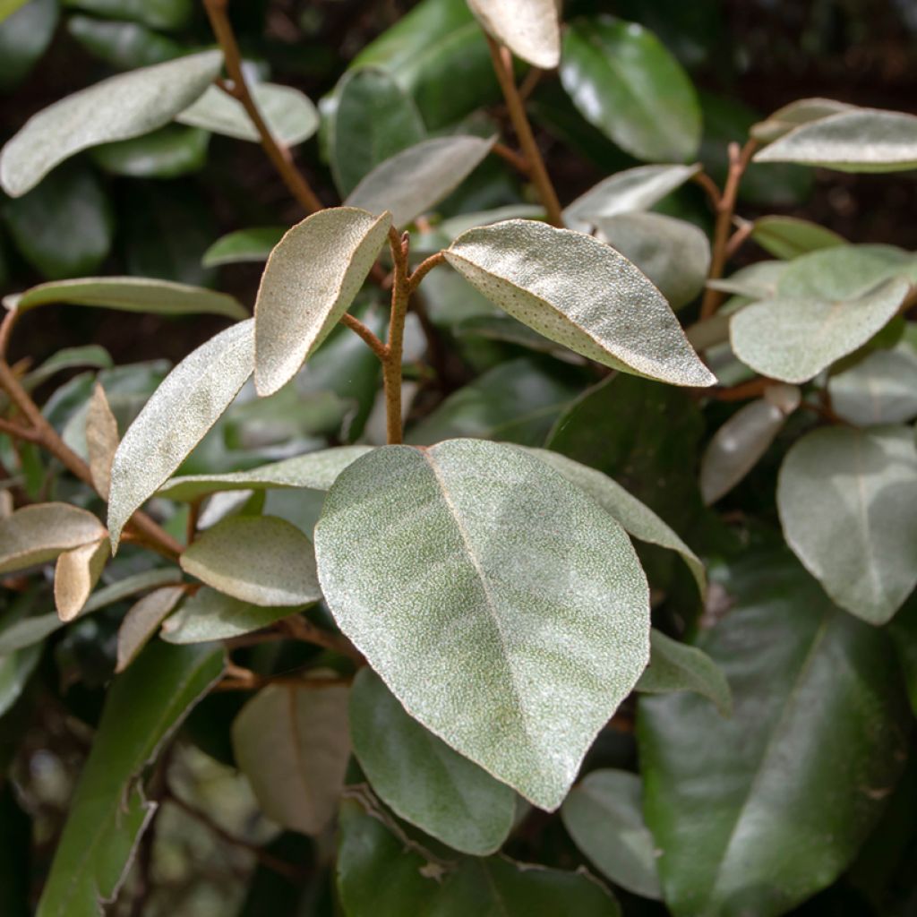 Elaeagnus ebbingei - Olijfwilg