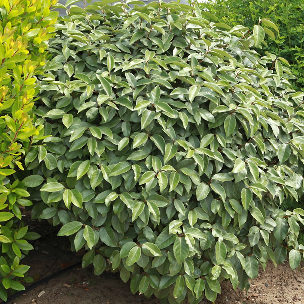 Elaeagnus ebbingei - Olijfwilg