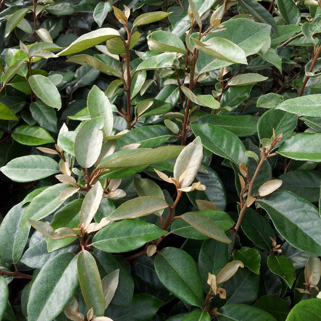 Elaeagnus ebbingei - Olijfwilg