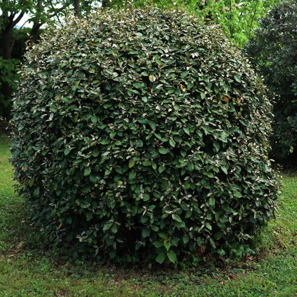 Elaeagnus ebbingei Compacta - Olijfwilg