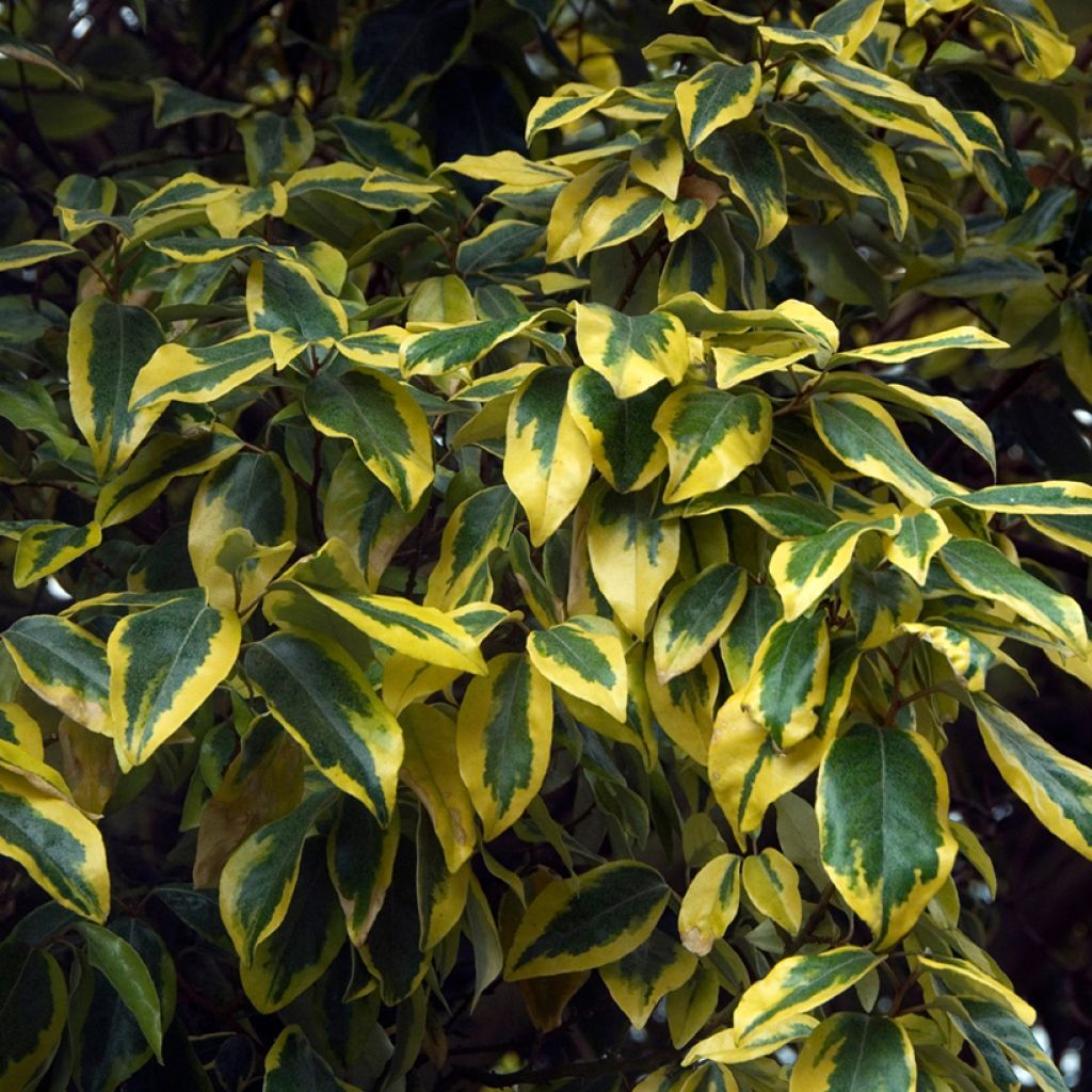 Elaeagnus ebbingei Gilt Edge - Olijfwilg