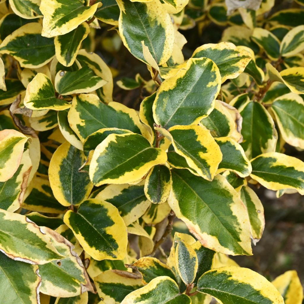 Elaeagnus ebbingei Gilt Edge - Olijfwilg