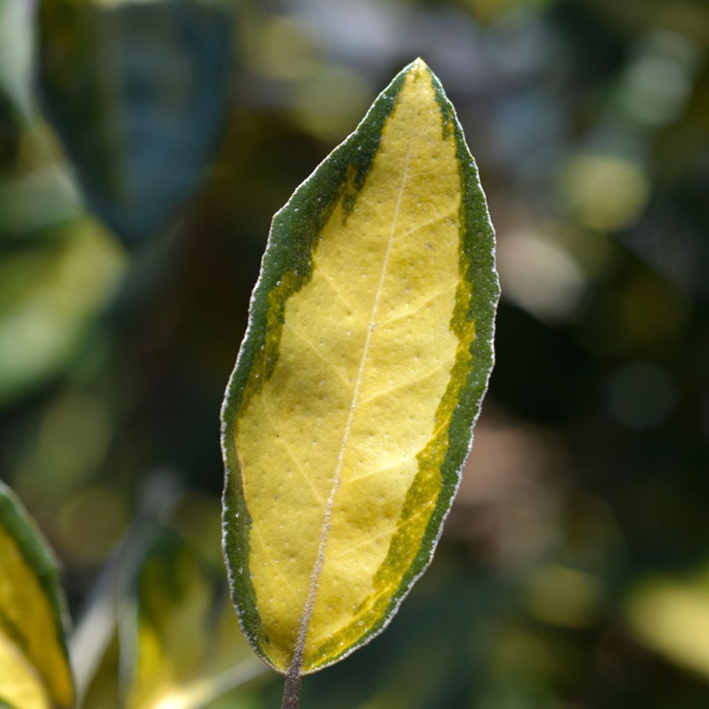 Elaeagnus ebbingei Limelight - Olijfwilg