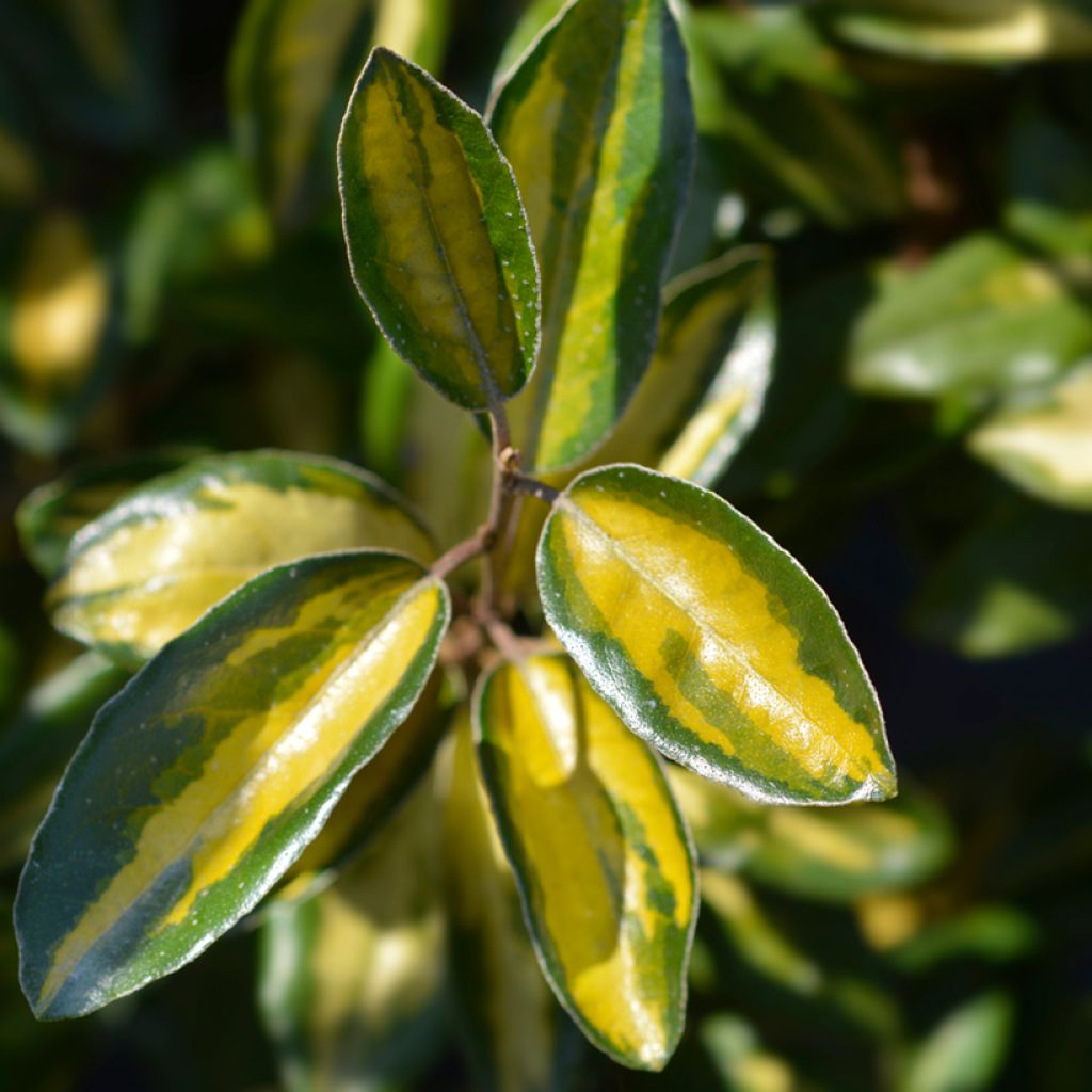Elaeagnus ebbingei Limelight - Olijfwilg