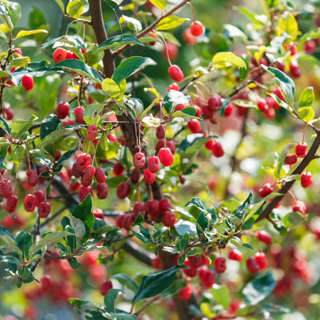 Elaeagnus multiflora - Japanse olijfwilg