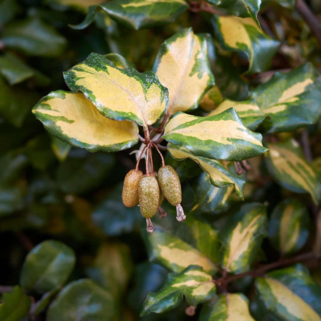 Elaeagnus pungens Maculata - Stekelige olijfwilg