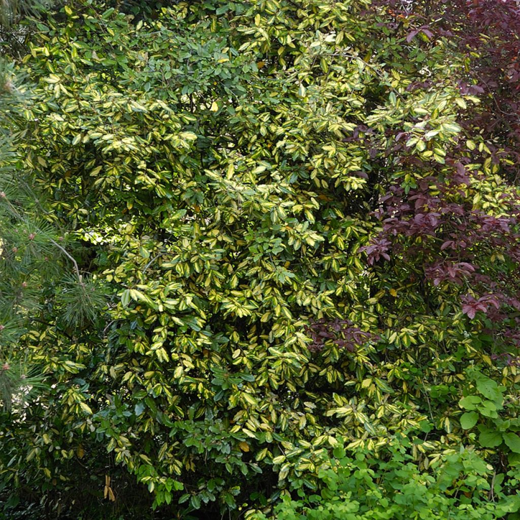 Elaeagnus pungens Maculata - Stekelige olijfwilg