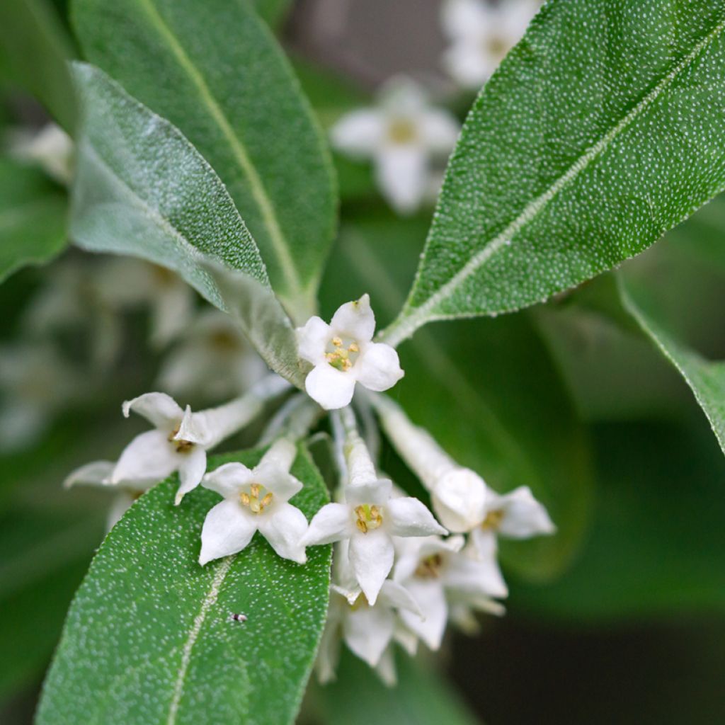 Elaeagnus umbellata - Olijfwilg