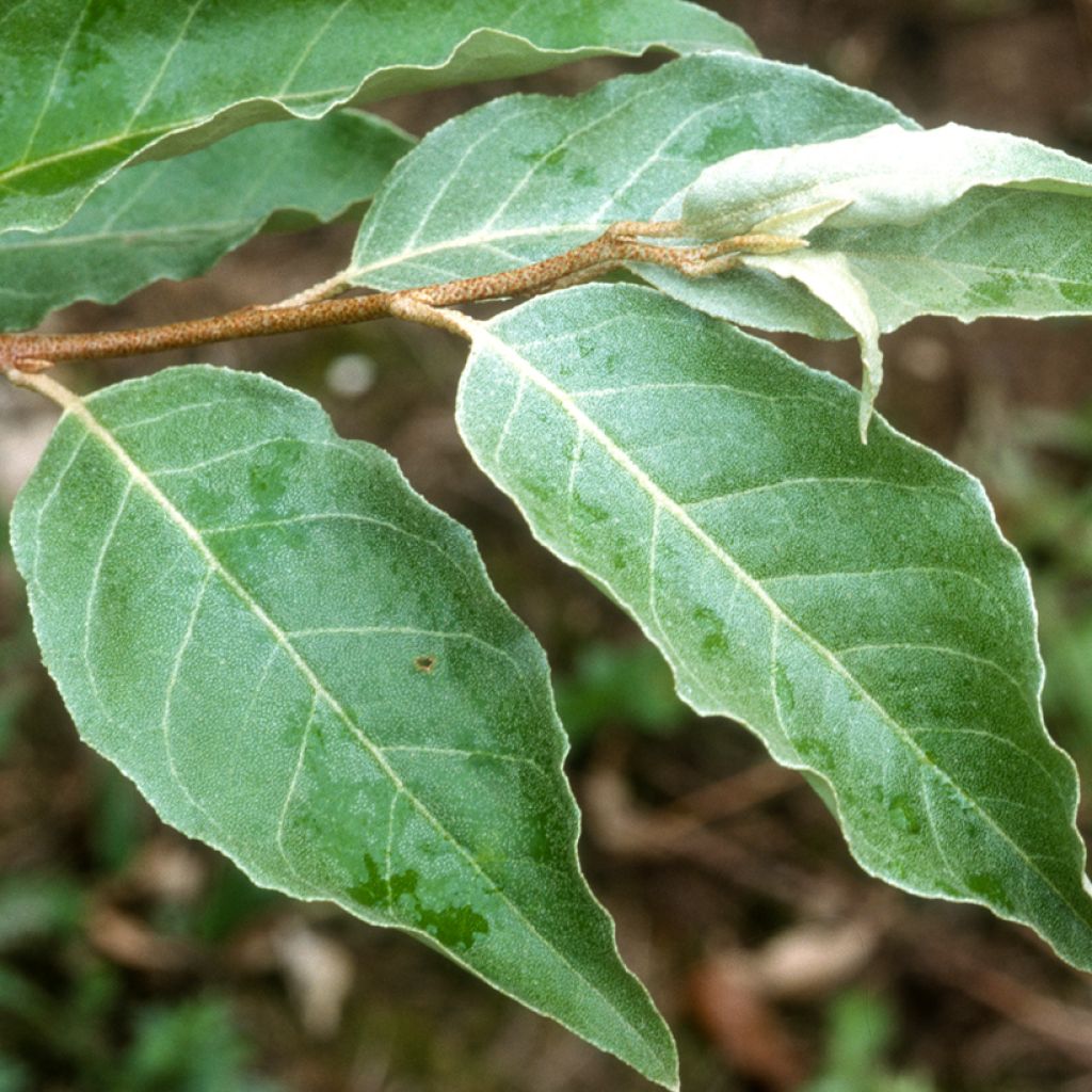 Elaeagnus umbellata - Olijfwilg