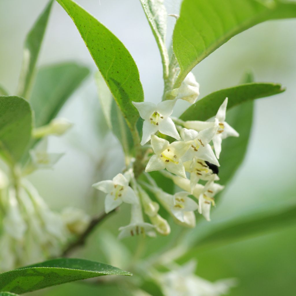 Elaeagnus umbellata - Olijfwilg