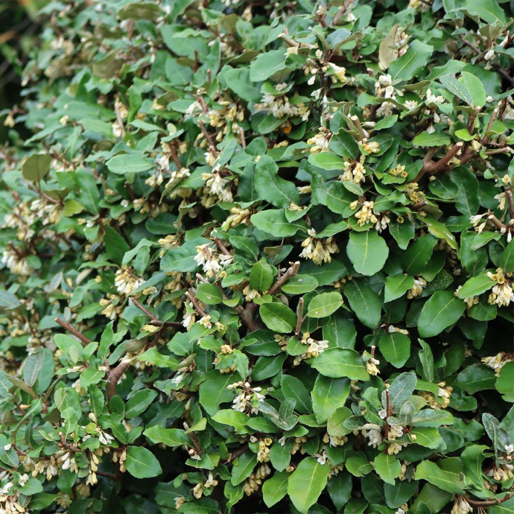 Elaeagnus umbellata Fortunella - Olijfwilg