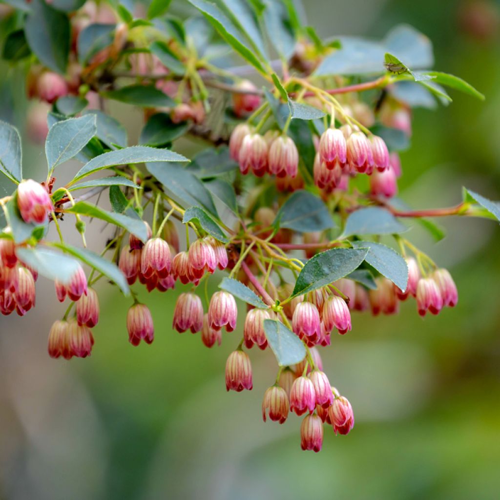Enkianthus campanulatus - Pronkklokje