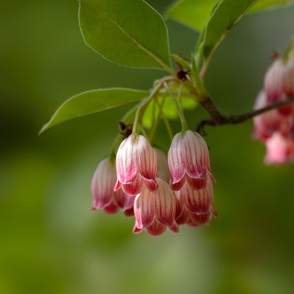 Enkianthus campanulatus - Pronkklokje