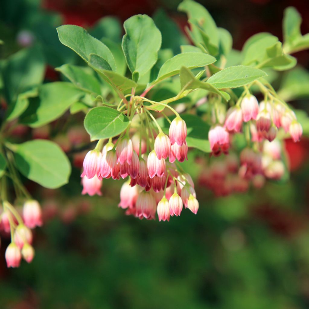 Enkianthus campanulatus - Pronkklokje