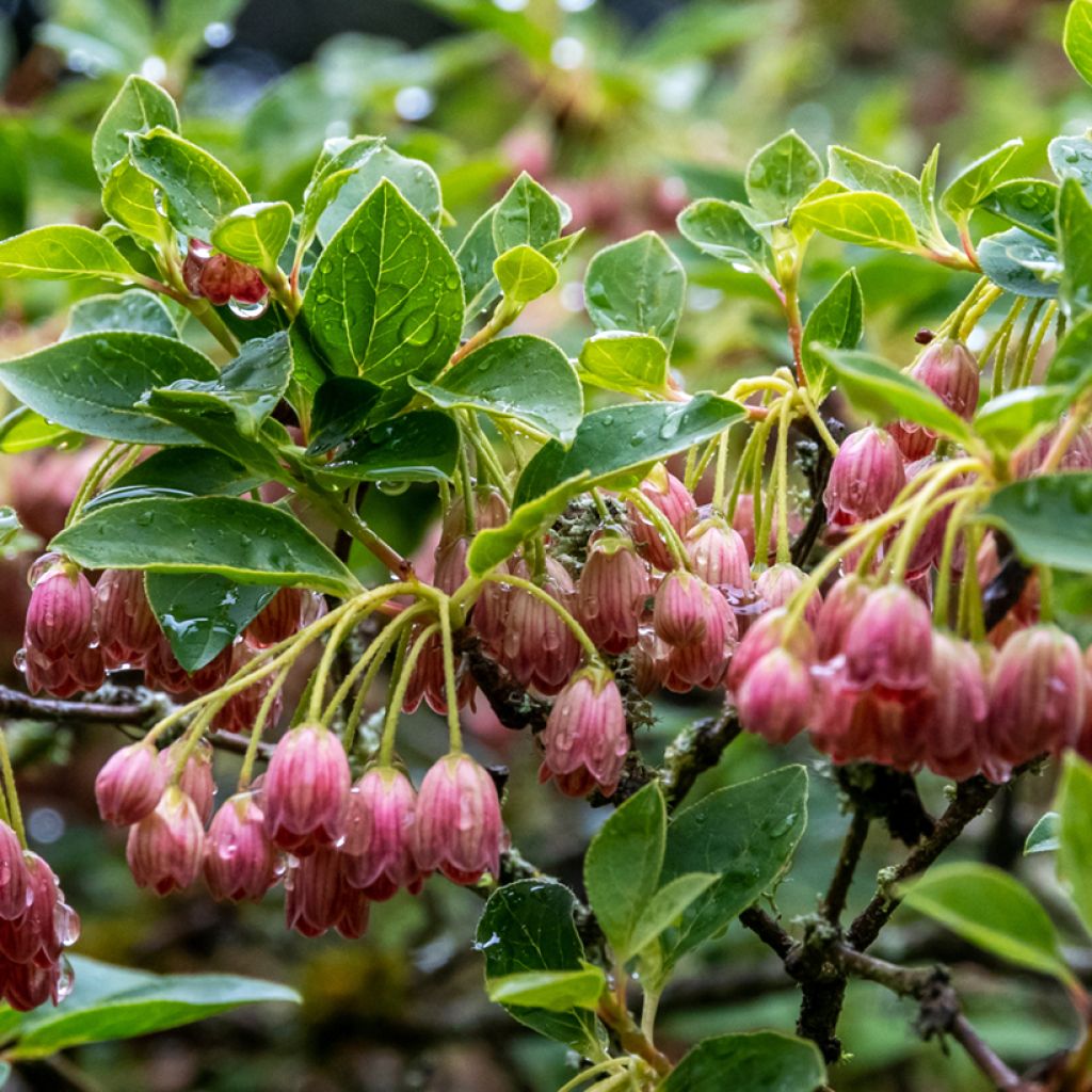 Enkianthus campanulatus Red Bells - Pronkklokje