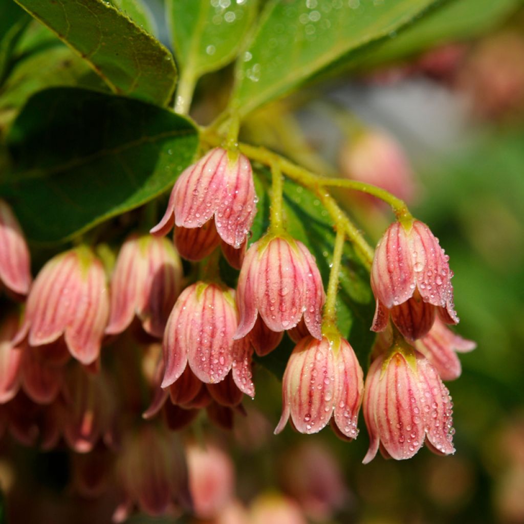 Enkianthus campanulatus var. palibinii - Pronkklokje