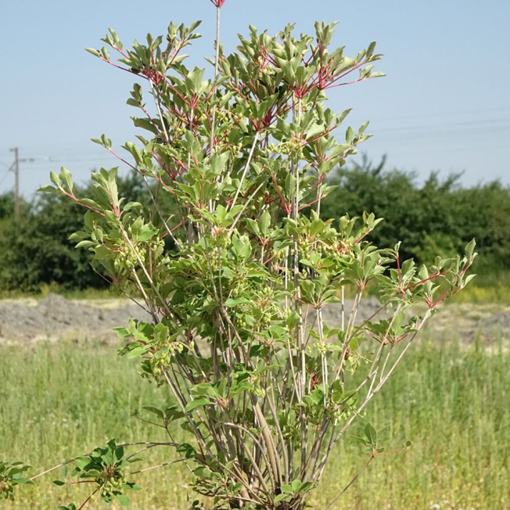 Enkianthus campanulatus Prettycoat - Pronkklokje