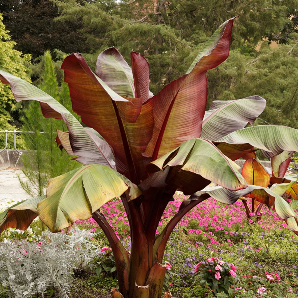Ensete ventricosum Maurelii - Ethiopische banaan
