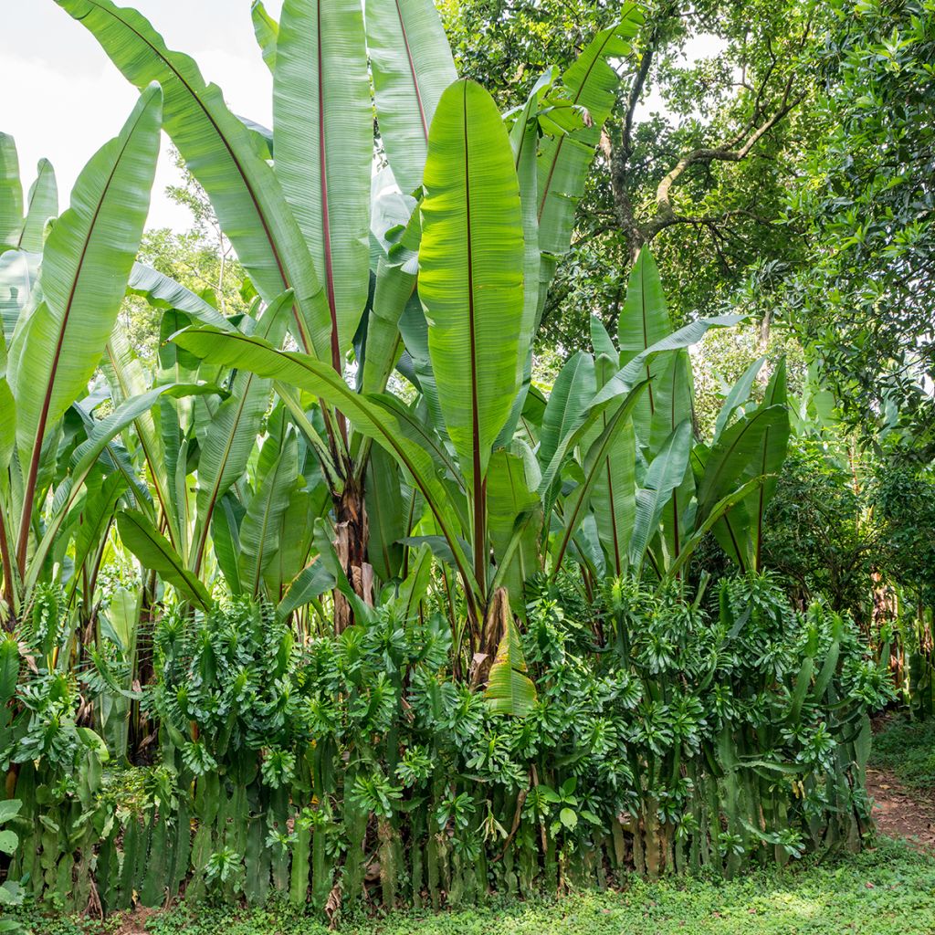 Ensete ventricosum Large Seed - Ethiopische banaan