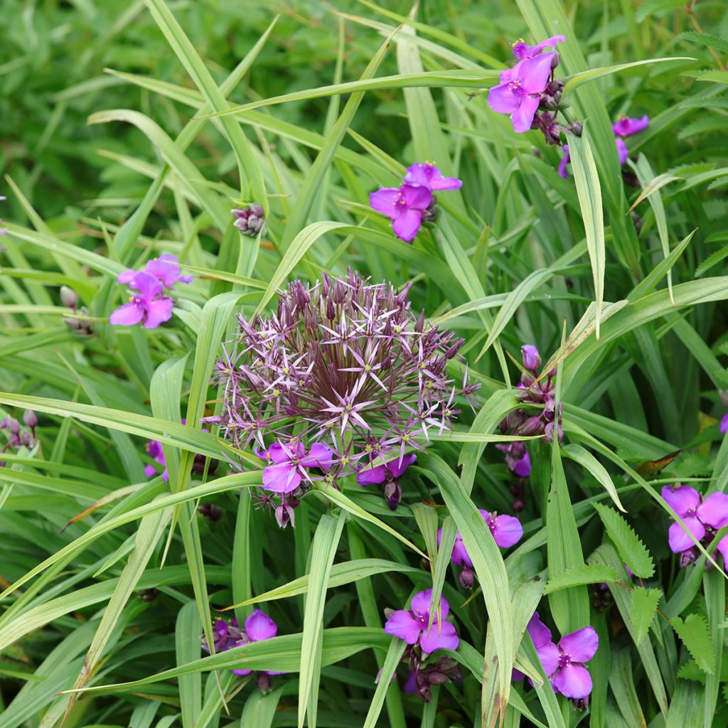 Tradescantia andersoniana Karminglut - Eendagsbloem