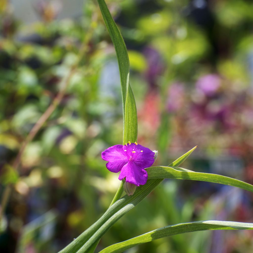 Tradescantia andersoniana Karminglut - Eendagsbloem
