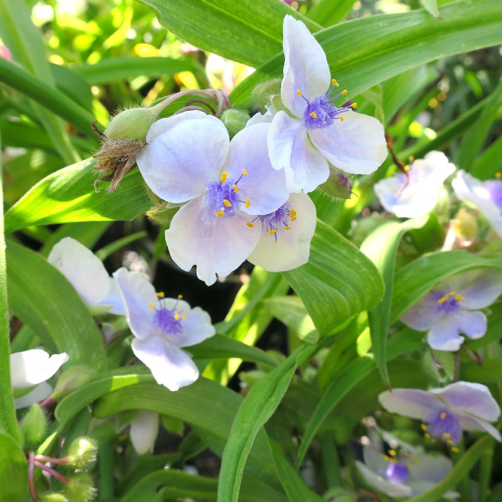 Tradescantia andersoniana Osprey - Eendagsbloem