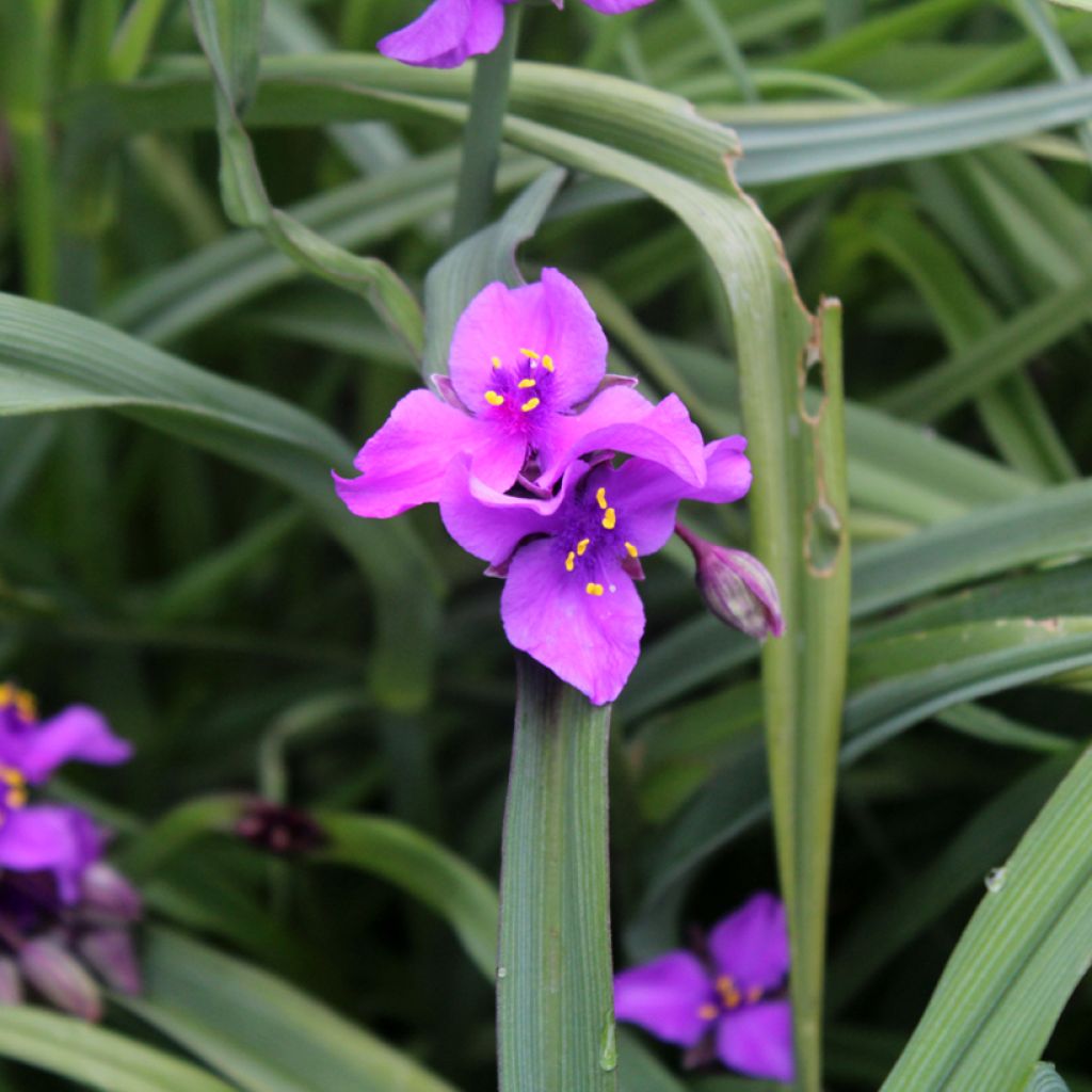 Tradescantia andersoniana Concord Grape - Eendagsbloem