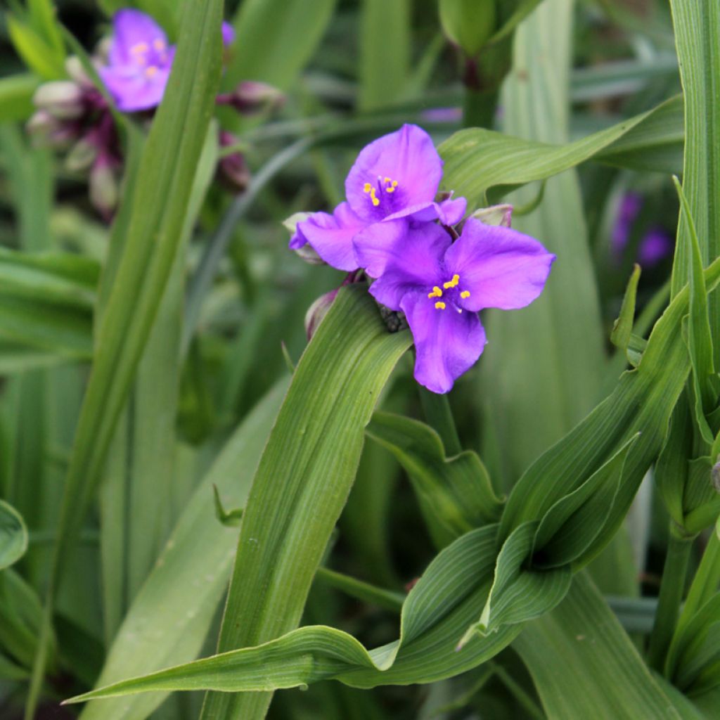 Tradescantia andersoniana Concord Grape - Eendagsbloem